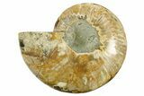 Cut & Polished Ammonite Fossil (Half) - Madagascar #282585-1